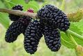 Healthy Mulberry Plant | Easy to Grow Fruit Plant. 