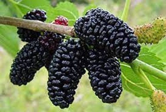 Healthy%20Mulberry%20Plant%20%7C%20Easy%20to%20Grow%20Fruit%20Plant%20-%20Image%204