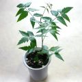 Melia Azedarach Seeds Bakain Chinaberry Tree Planting Seeds for Gardening. 