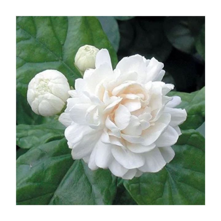 Six%20Varieties%20of%20Jasmine%20Plants%20Collection:%20A%20Symphony%20of%20Fragrance%20and%20Beauty%20-%20Image%204