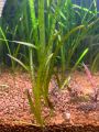 Leopard vallisneria Plant for aquarium, Planted Tank, Aquascaping. 