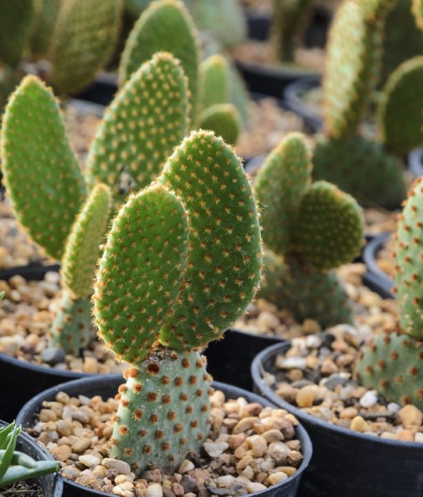 live bunny ear plant (cactus +succulent) outdoor plants with one gift plant