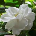 Gardenia plant/ flower plant/ live plant/ Outdoor plant/ rose flower plant. 