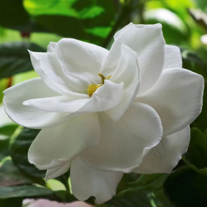 Gardenia%20plant/%20flower%20plant/%20live%20plant/%20Outdoor%20plant/%20rose%20flower%20plant%20-%20Image%203