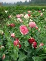 Flemish Antique Poppy, 50 Seeds. 