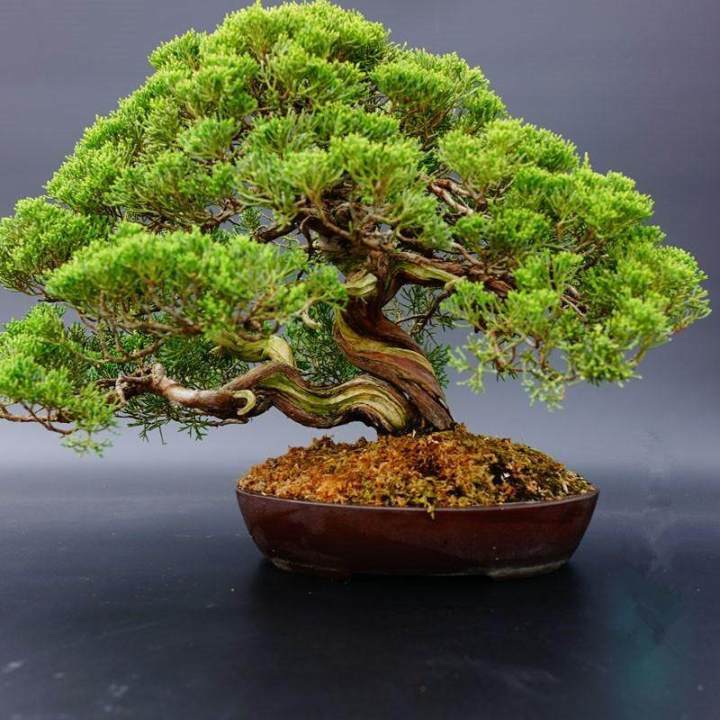 30%20seeds/sachets,%20dwarf%20trees,%20Japanese%20Pinus%20parviflora%20seeds,%20auspicious%20tree,%20pine%20leaf,%20flower%20seeds,%20pine%20tree,%20Dragon,%20bonsai,%20Japanese%20pine%20tree,%20tiered%20tree,%20bonsai,%20juniper%20tree%20-%20Image%203