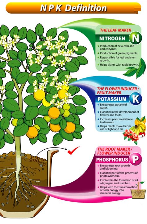 NPK%2019%2019%2019%2050%20gm%20repack%20fertilizer%20For%20Plants%20Water%20Soluble%20Fertilizer%20VEGETABLES%20FLOWER%20HYDROPONICS%20and%20FRUITS%20%20Indian%20-%20Image%206
