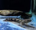 Polypterus Endlicheri bichir fish. 