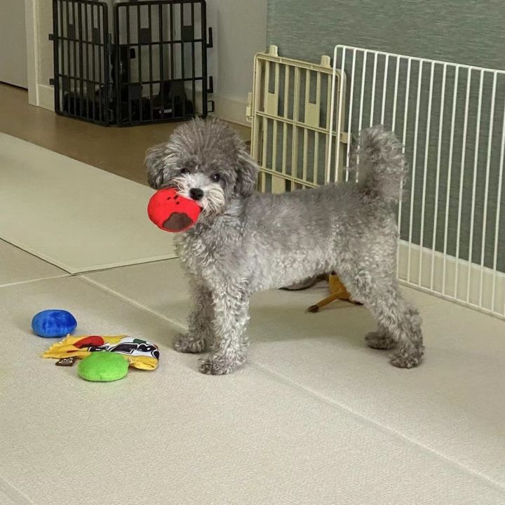 Dog%20Toys%20Encourage%20Natural%20Foraging%20Skills%20Slow%20Feeder%20for%20Training%20and%20Stress%20Relief,%20Cloth%20Strip%20Hiding%20Food%20Chew%20Toys%20for%20Any%20-%20Image%206