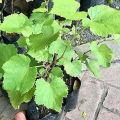Grapes Green Sundar Khani Live Plant Vine. 