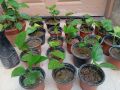 Money plant. 