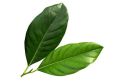 Jackfruit leaves tea 50g. 