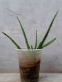 Aloe vera plant. 