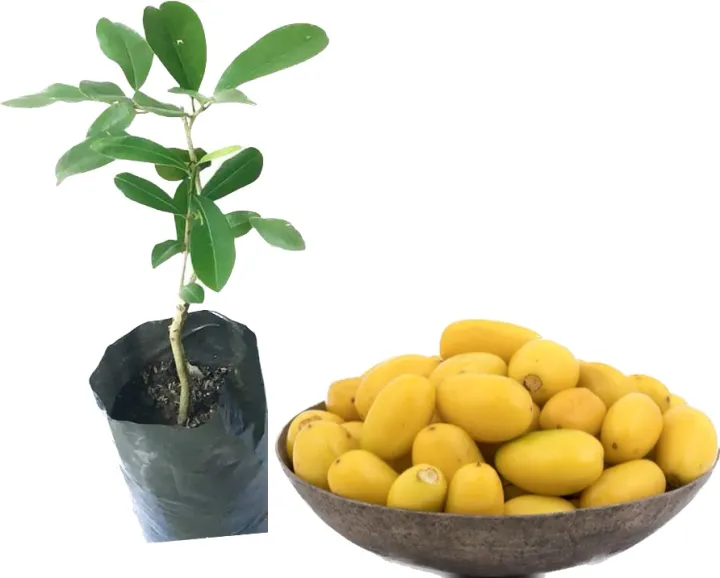 Palu%20seeded%20plant%20manilkara%20hexandra%20ceylon%20iron%20wood%20plant%20-%20Image%206