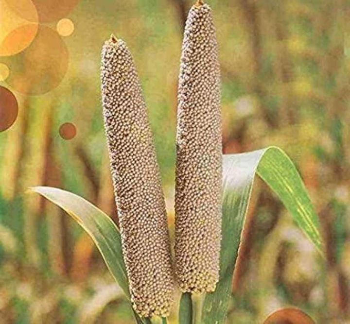 Millet%20Flour%20%20Bajra%20ka%20Ata%20%20(%20%D8%A8%D8%A7%D8%AC%D8%B1%DB%81%20%DA%A9%D8%A7%20%D8%A2%D9%B9%D8%A7)%20Ahmu's.Flour%201%20Kg%20-%20Image%204