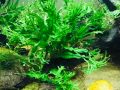 Microsorum Pteropus - Live Aquarium Plants. 