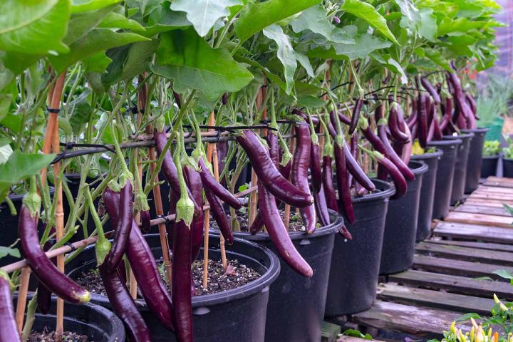F1 Hybrid Purple King Eggplant Seeds | পার্পল কিং লম্বা বেগুন | High ...