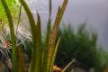 Leopard vallisneria Plant for aquarium, Planted Tank, Aquascaping. 