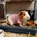 Guinea Pig Clothes Striped Small Pets T-shirt Soft Breathable Elastic Shirt for 5.9-inch Hamster Chinchilla Anti-shedding Outfit. 