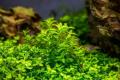 Aqua Plant World - Pearl Weed (Hemianthus Micranthemoides) - Live Aquatic Fast Growing Plant - 10 stems. 