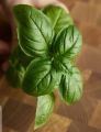Italian Basil Plant Seeds (Italiano Classic Basil) Sweet Basil Seed. 