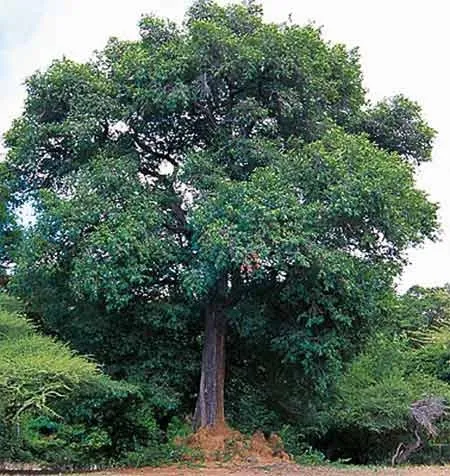 Kaluwara%20plant%20Ceylon%20ebony%20black%20wood%20Diospyros%20ebenum%20plant%20-%20Image%204