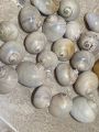 Shells. 