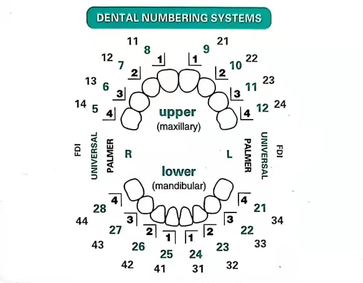 32pcs/Set%20Dental%20Veneer%20Mould%20Kit%20Composite%20Resin%20Mold%20Light%20Cure%20Autoclave%20Anterior%20Front%20Teeth%20Mould%20Teeth%20%20Tools%20-%20Image%202