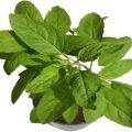 Tulsi Plant Live. 