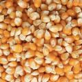 Popcorn Kernels 1kg. 