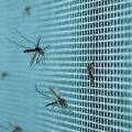 Strong mosquito mesh net. green color. fabricated of metal wire. 