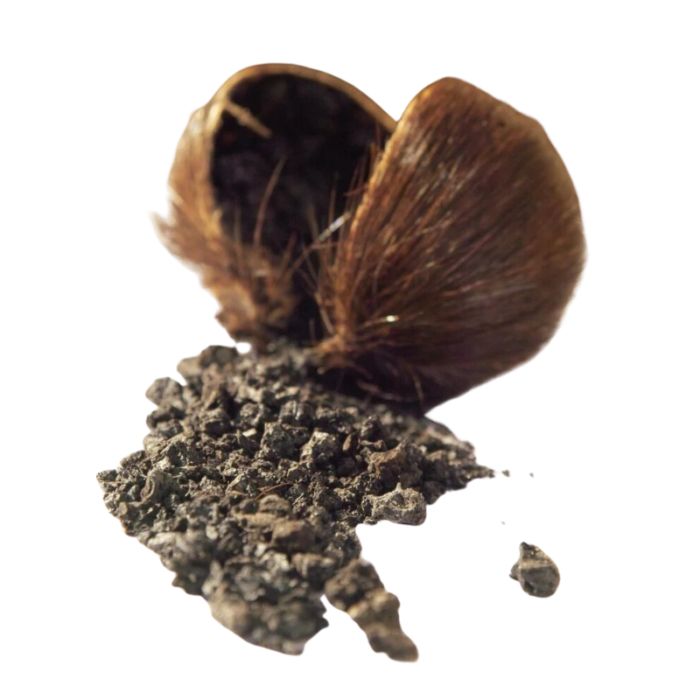 Kasturi mushk | purest deer mushk |by herbal heaven