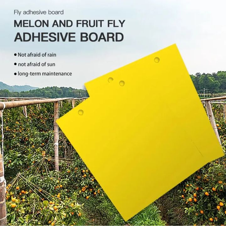 10%20Pieces/set%20Fruit%20Fly%20and%20Slime%20Board%20Insect%20Traps,%20Fruit%20Orchard,%20Melon%20Garden,%20Farm,%20Household%20Insect%20Traps%20-%20Image%203
