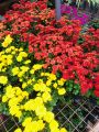 Kapuru flower plant. 