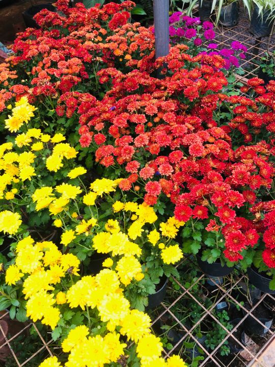 Kapuru%20flower%20plant%20-%20Image%202