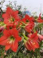 Amaryllis lily red singel petal 1 matured blub. 