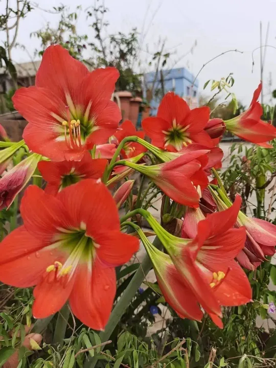 Amaryllis%20lily%20red%20singel%20petal%201%20matured%20blub%20-%20Image%204