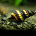 Assassin snail For planted Aquarium / fish Tank pest snail solution. 