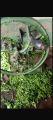 Saag & palak and Mathe and vegitable Cutter toka Machine. 