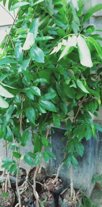 Korosol%20tree%20cancer%20solution%20green%20tree%20-%20Image%205