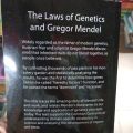 THE LAWS OF GENETICS AND GREGOR MENDEL. 