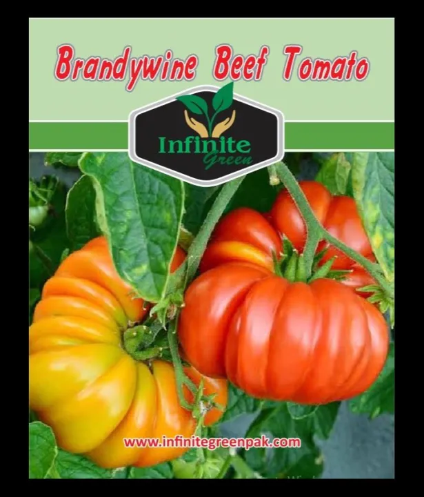 Brandywine%20Beef%20Tomato%20summer%20Vegatbles%20seeds%2035%20Plus%20seeds%20-%20Image%202