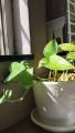 Golden leaf pothos money plant  indoor and outdoor plant 1 pcs. 
