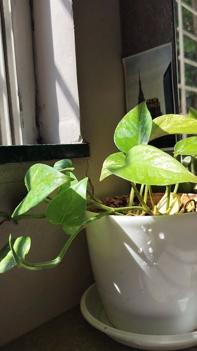 Golden%20leaf%20pothos%20money%20plant%20%20indoor%20and%20outdoor%20plant%201%20pcs%20-%20Image%206