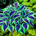 Wholesale bonsai color 50 seeds Hosta plantaginea Caladium seeds rare bonsai auspicious tree air purifying tree flower seeds bonsai ornamental tree plant decoration plants. 