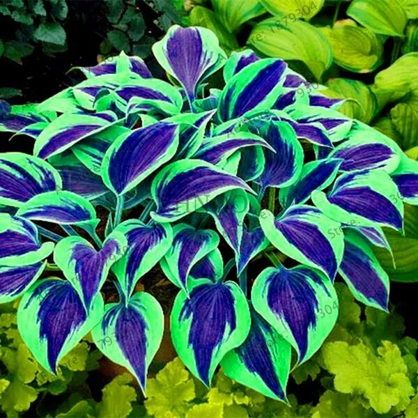 Wholesale%20bonsai%20color%2050%20seeds%20Hosta%20plantaginea%20Caladium%20seeds%20rare%20bonsai%20auspicious%20tree%20air%20purifying%20tree%20flower%20seeds%20bonsai%20ornamental%20tree%20plant%20decoration%20plants%20-%20Image%209