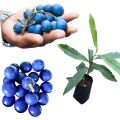 Blue olives nil veralu rare layer plant. 