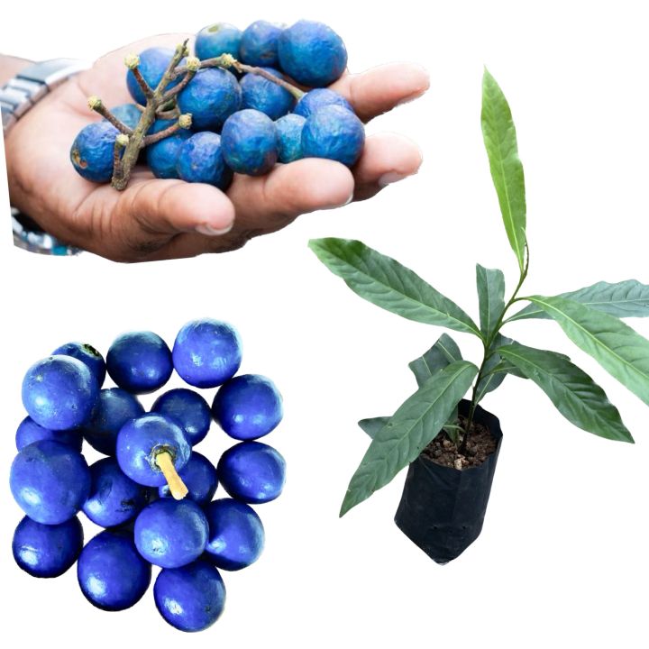 Blue olives nil veralu rare layer plant