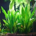 15cm Artificial Aquarium Decor Plants Water Weeds Ornament Aquatic Plant Fish Tank Grass Decoration Accessories.
