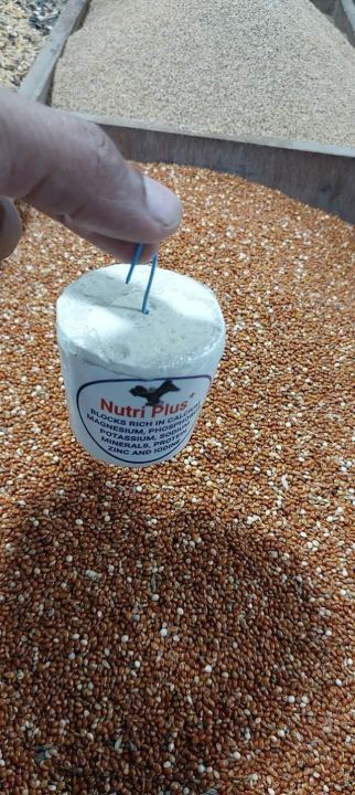 Calcium%20Block%20for%20Birds-Nutri%20Plus/%20Pushti-%20Locally%20Made,%20Bucket%20Shape-%204%20pcs%20-%20Image%203
